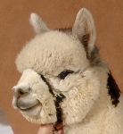 Donato